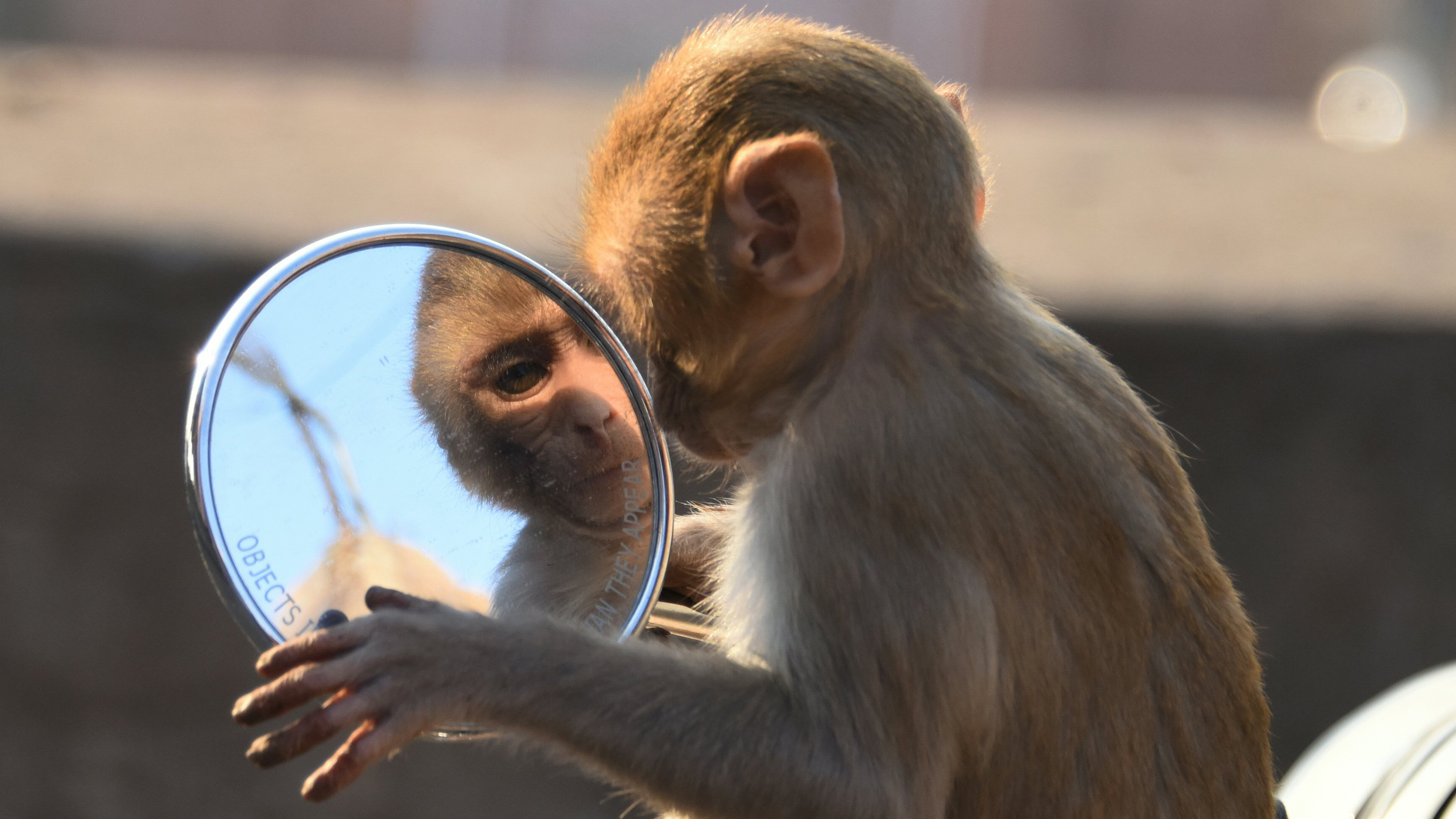 A macaques monkey looking into the mirror of a motorbike in the grounds of a temple in Jaipur in the Indian state of Rajasthan. (AFP via Getty Images)