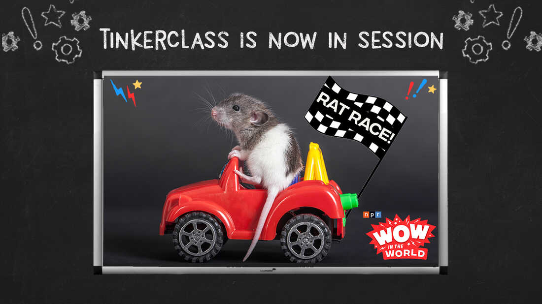 It's day 3 of TINKERCLASS--the create and test phase. Using your plan from yesterday, it's time to bring your idea to life! This week's project features the Wow in the World episode, Rat Race!