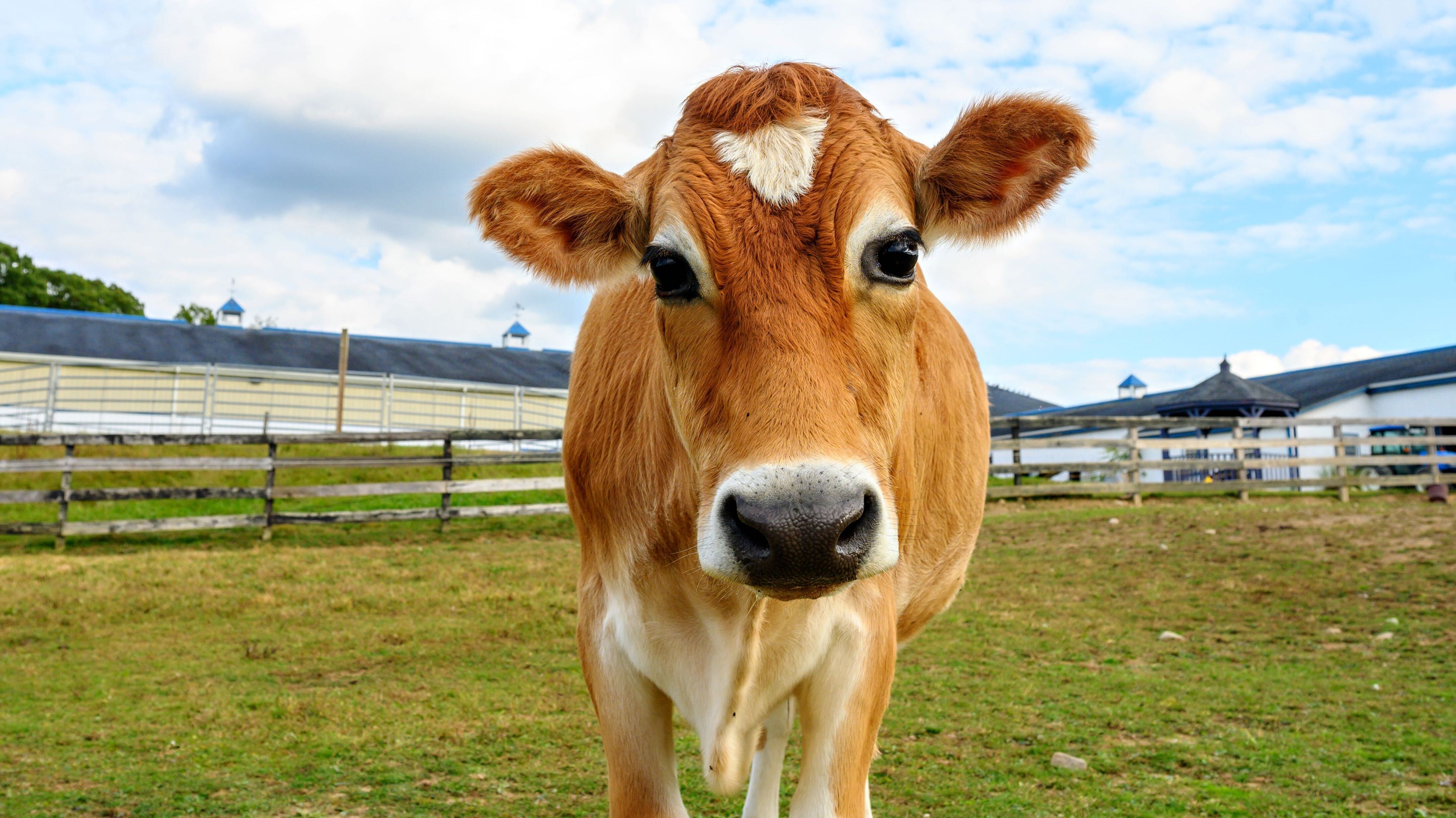 Crouton the steer went viral on Twitter in 2019. In 2020, the Crouton Crew grew to over 50,000 followers.