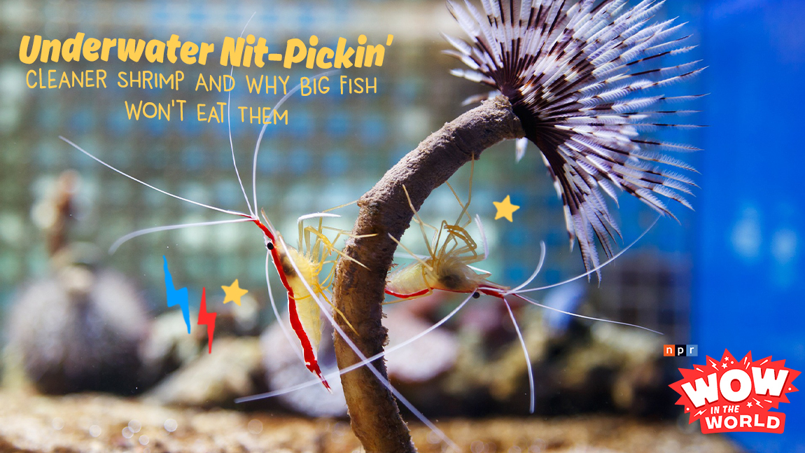 Underwater Nit-Pickin': Cleaner Shrimp And Why Big Fish Won't Eat Them (Encore)