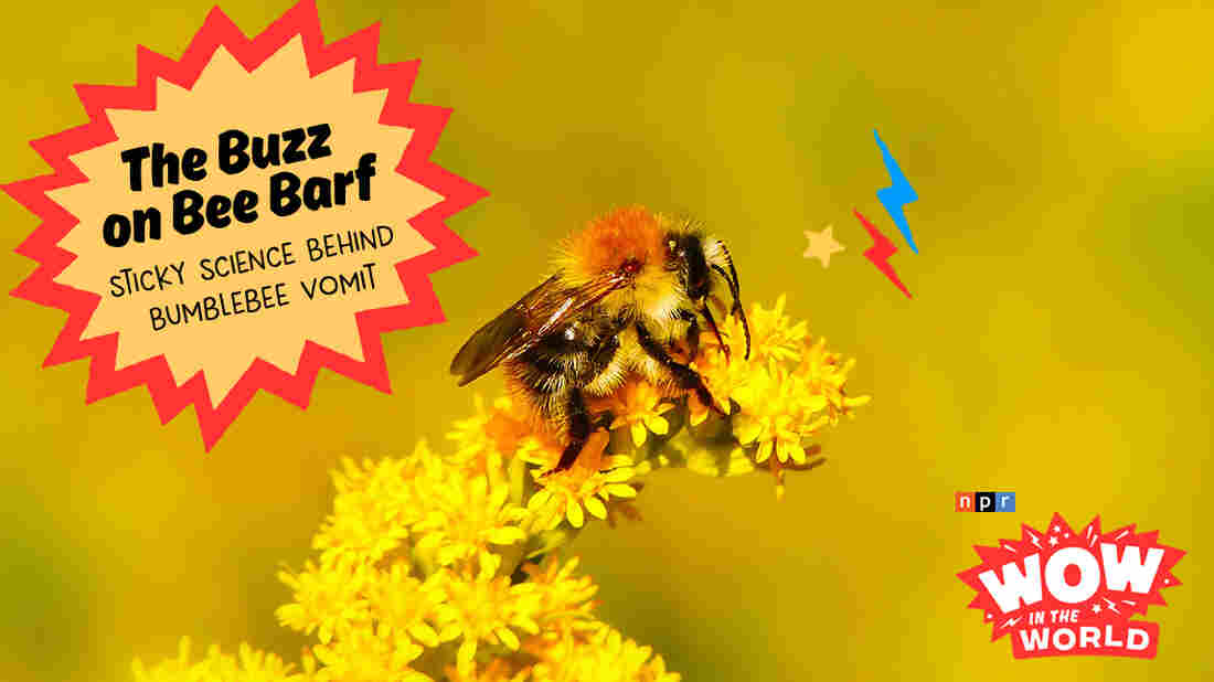 Once upon a time, scientists believed that bees chose plants with the sweetest nectar. But new research shows that there's actually more to the story. Join Mindy and Guy Raz for an epic tale of one Gramma BEE-Force, and a bunch of barf - for SCIENCE! It's the Who, What, When, Where, Why, How, and WOW of bumblebee vomit. Originally aired 3/16/20