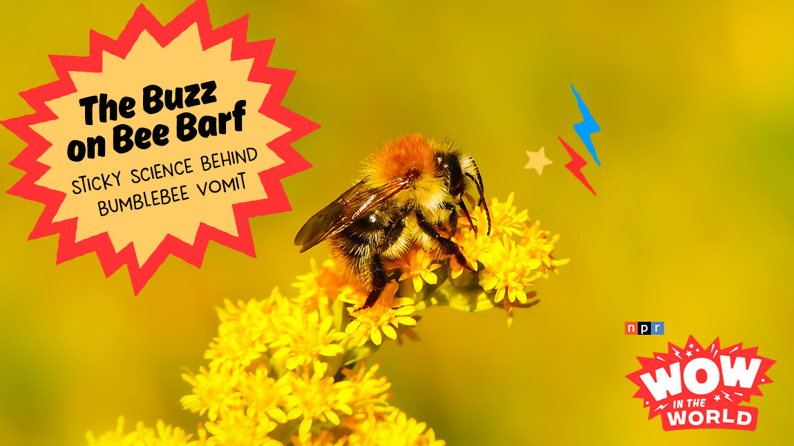 The Buzz on Bee Barf! (encore)
