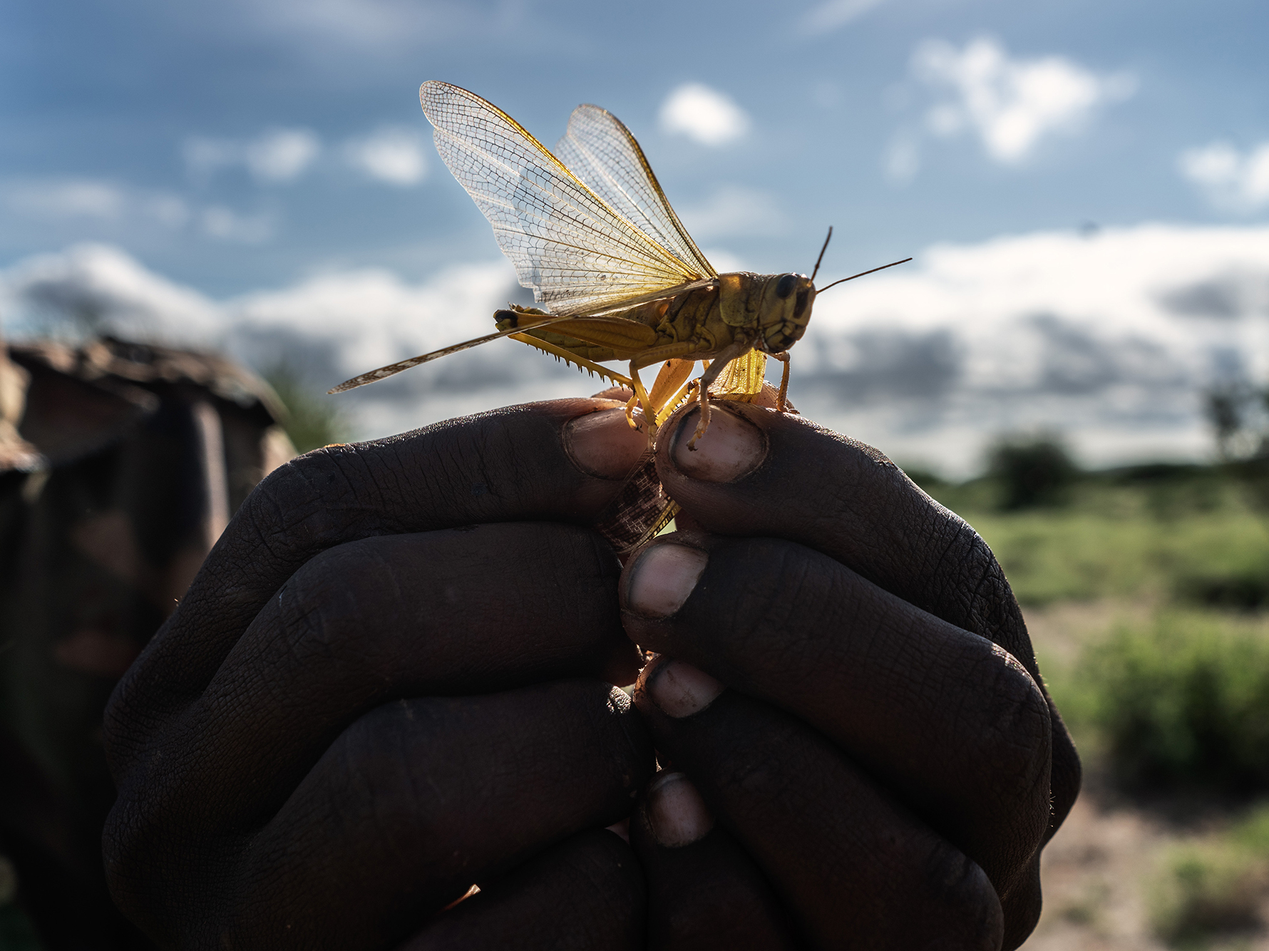 Locust Swarms Threaten Parts Of East Africa