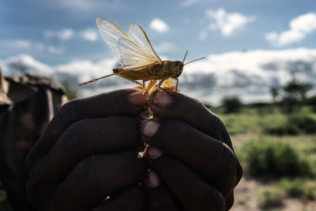 Enjambres de langostas amenazan partes de África oriental: NPR