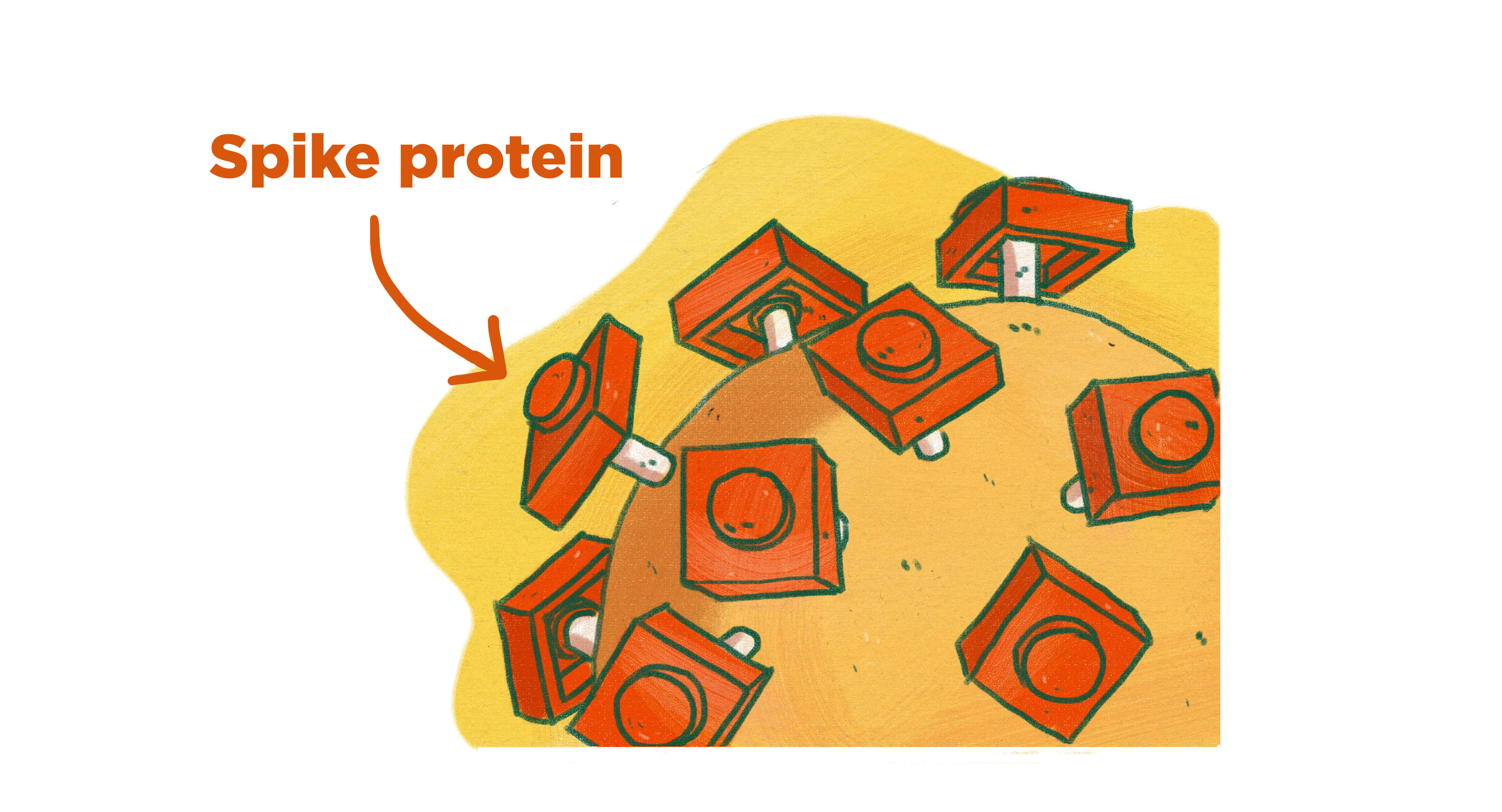 The spike proteins are responsible for infecting human cells.