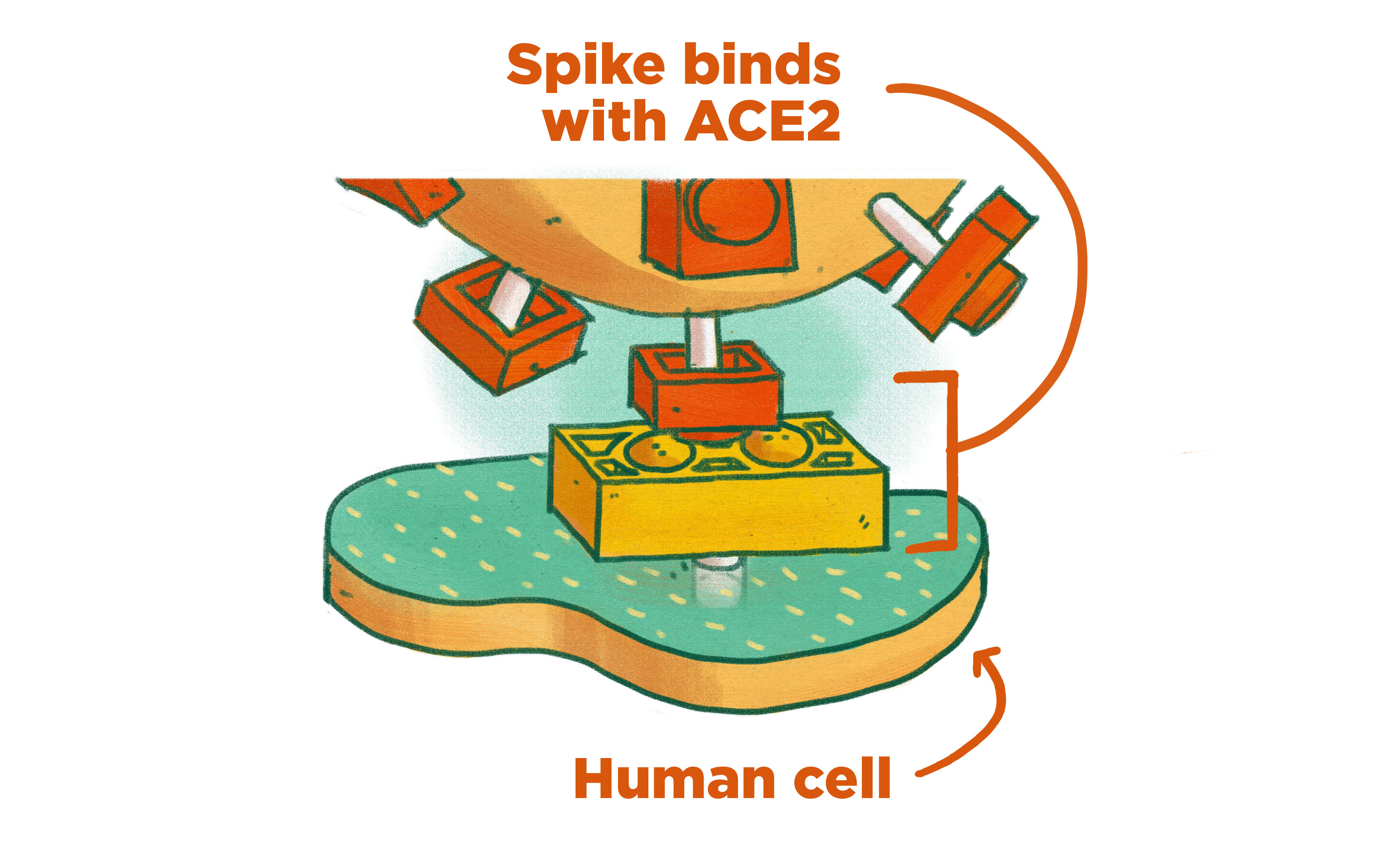 The coronavirus' spikes connect with a protein on the outside of our cells called the ACE2. The connection isn't perfect, but enough to allow the virus to enter our cells and multiply.
