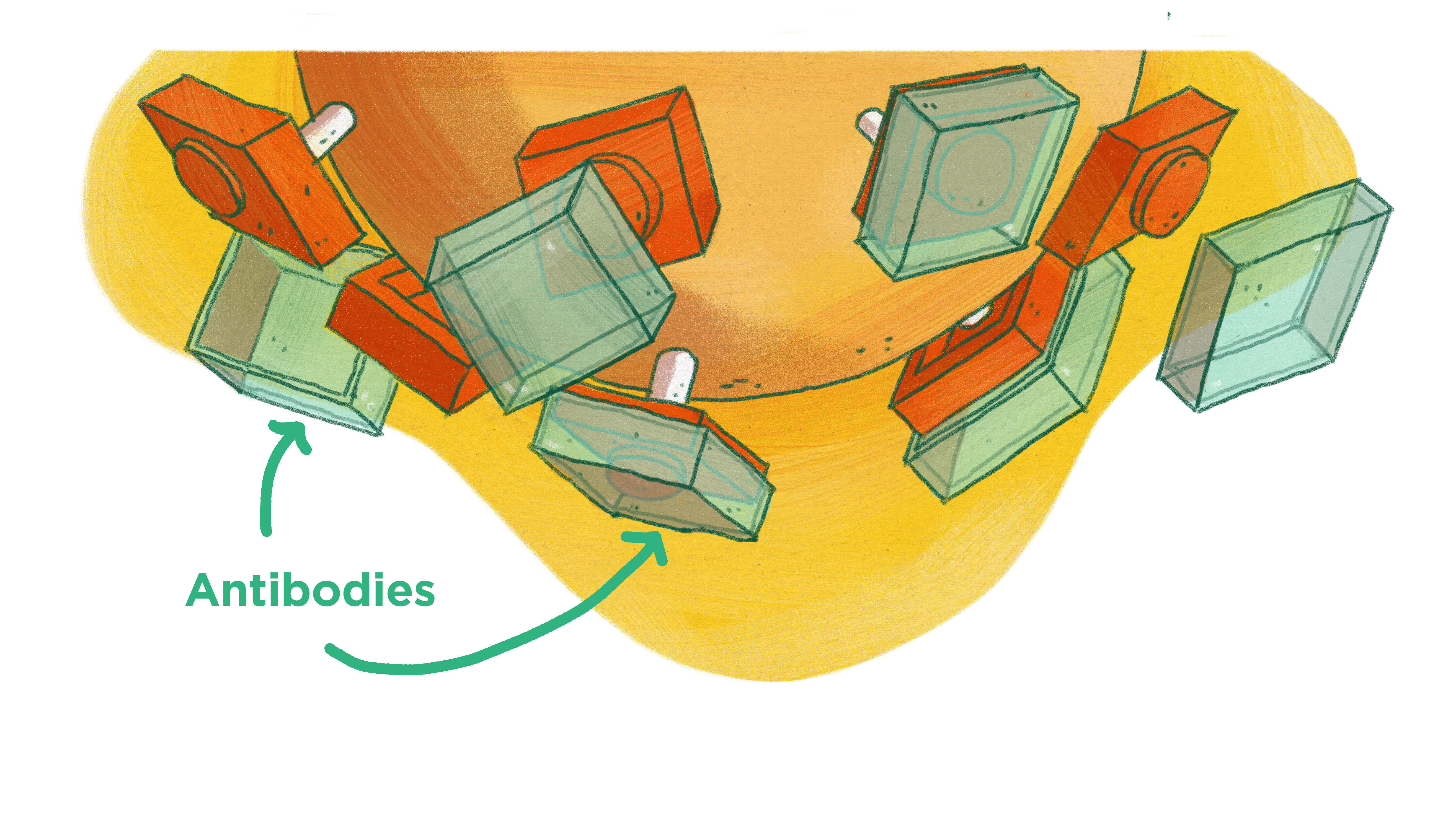 Our immune system has a way of fighting back: antibodies. They latch on to the spikes on SARS CoV-2 and block the spike's ability to infect our cells.
