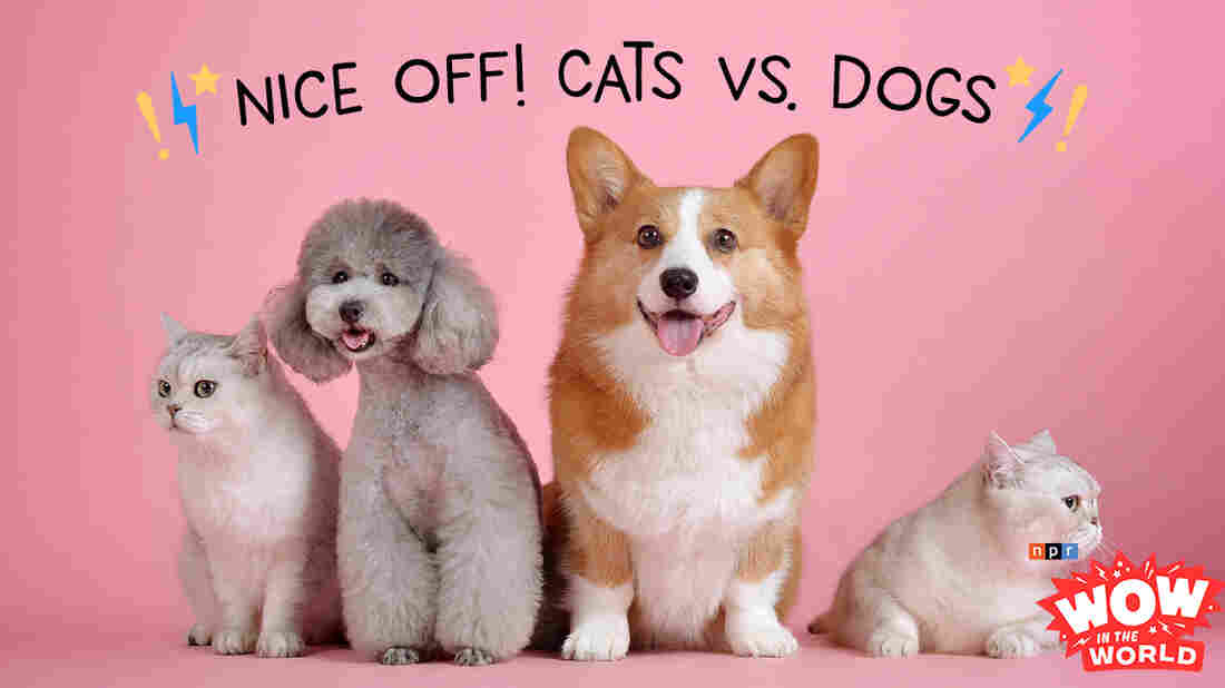 It's a rivalry that goes back as far as time itself; Cats vs Dogs! For the past 10,000 years dogs have held the title of 'Man's Best Friend', but scientifically speaking, are dogs any more friendlier than your average feline? Well, luckily that's the topic of this years' "Nice-Off!"! Listen as Guy and Mindy give play by play coverage!