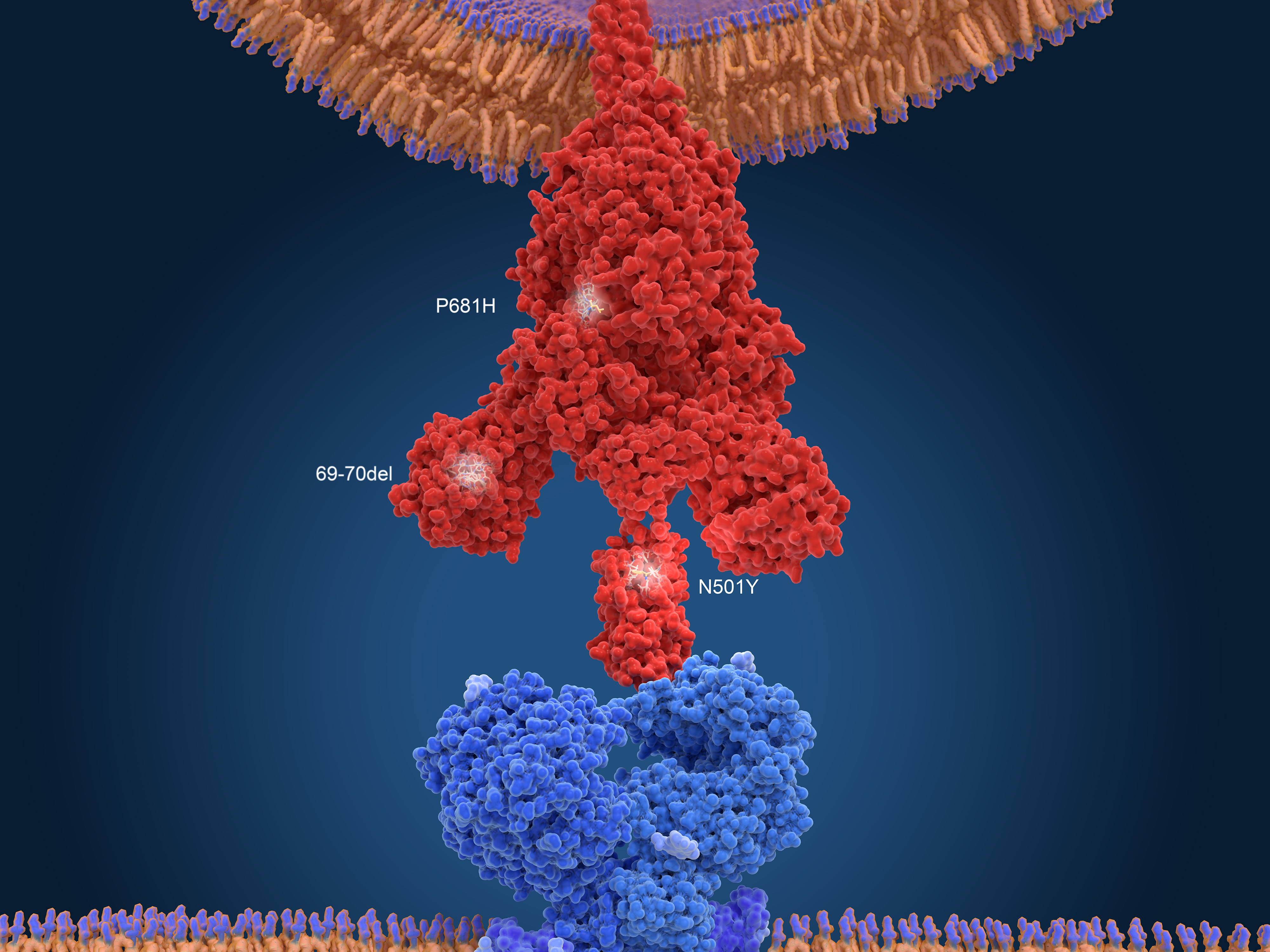 An illustration of the variant found in the United Kingdom. To infect a cell, the virus's spike protein (red) has to bind to a receptor on the cell's surface (blue). Mutations help the virus bind more tightly. (Science Source)