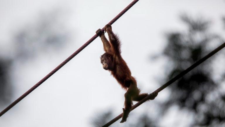 Breakup At The Zoo National Zoo Parts With Nonprofit Partner After 63 Years Npr