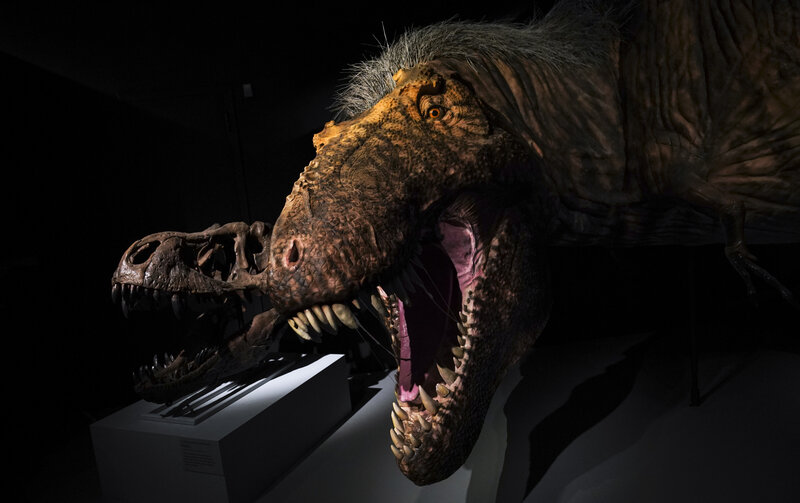 8 Year Old Calls Out Npr For Lack Of Dinosaur Stories Npr