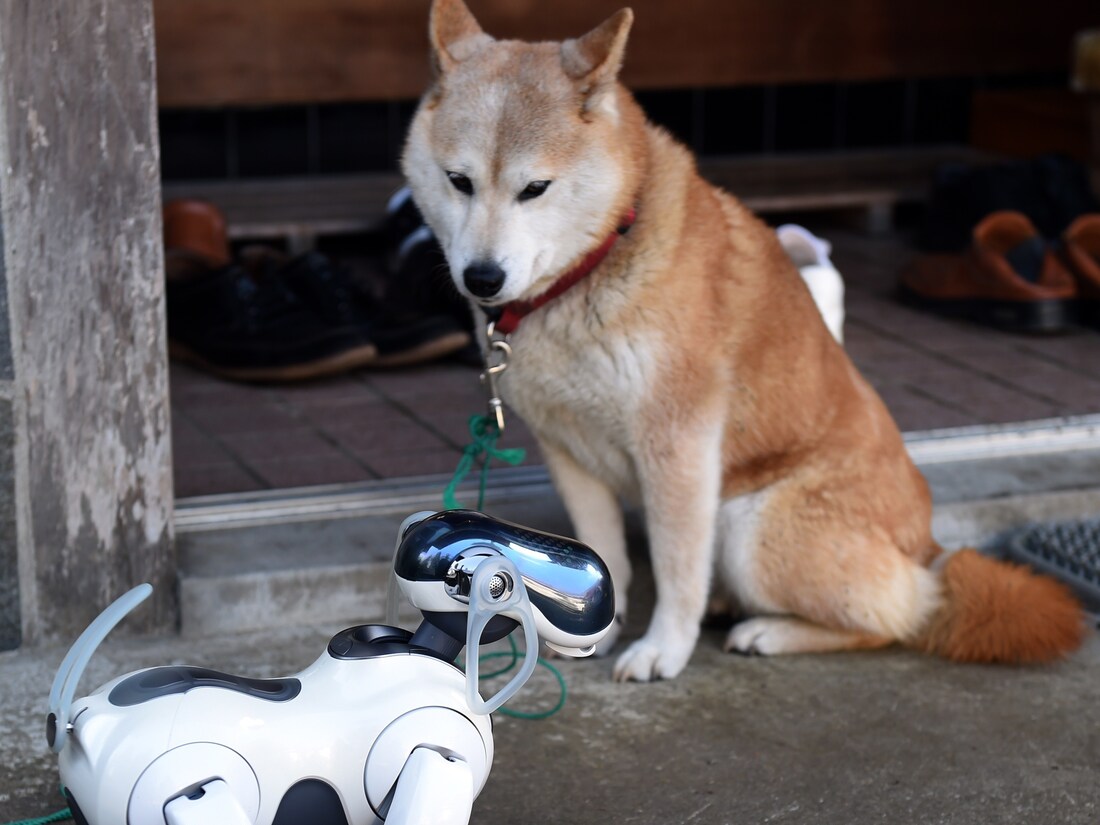 (Photo credit by TOSHIFUMI KITAMURA/AFP via Getty Images)