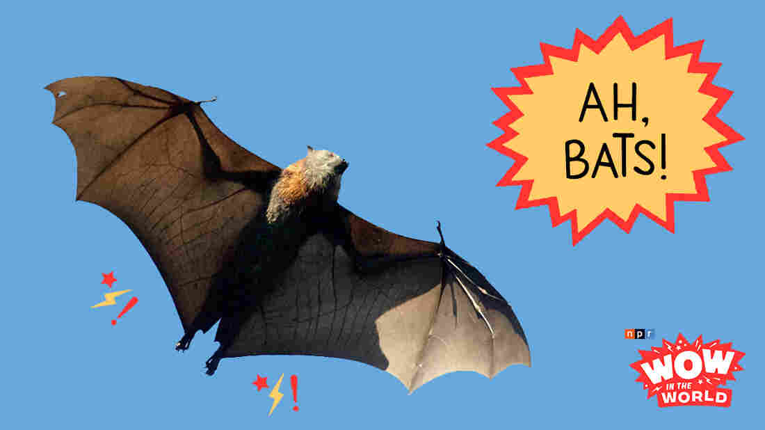 What in the world does Guy Raz's new micro house have in common with a tree hollow for vampire bats? And how in the world can humans learn about sharing from these blood slurping, flying mammals? And why in the world are they barfing into each other's mouths?! It's the Who, What, When, Where, Why, How, and Wow in the World of Vampire Bats!