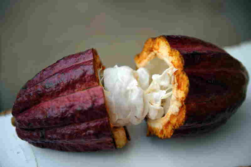 A cacao pod cut-in-half at the Tropical Agriculture Research and Education Center (CATIE) in Turrialba about 40 km southeast of San Jose on February 16, 2010.