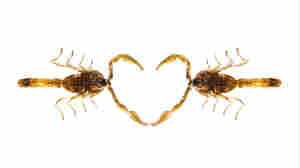 Birds! Chocolate! Scorpions! Happy Valentine's Day!