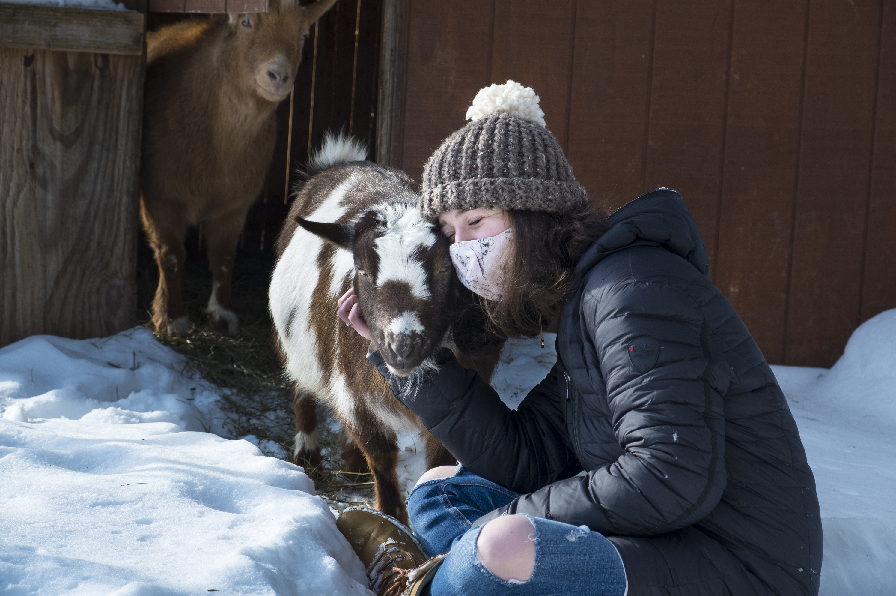 A reader asks: I want to have a private cuddle session with some goats but am concerned that the goats may have cuddled with other people. What's the COVID-19 risk? <em>Note: The goat and human in the photo above are part of the same pandemic pod.</em> (Michele Abercrombie/NPR)