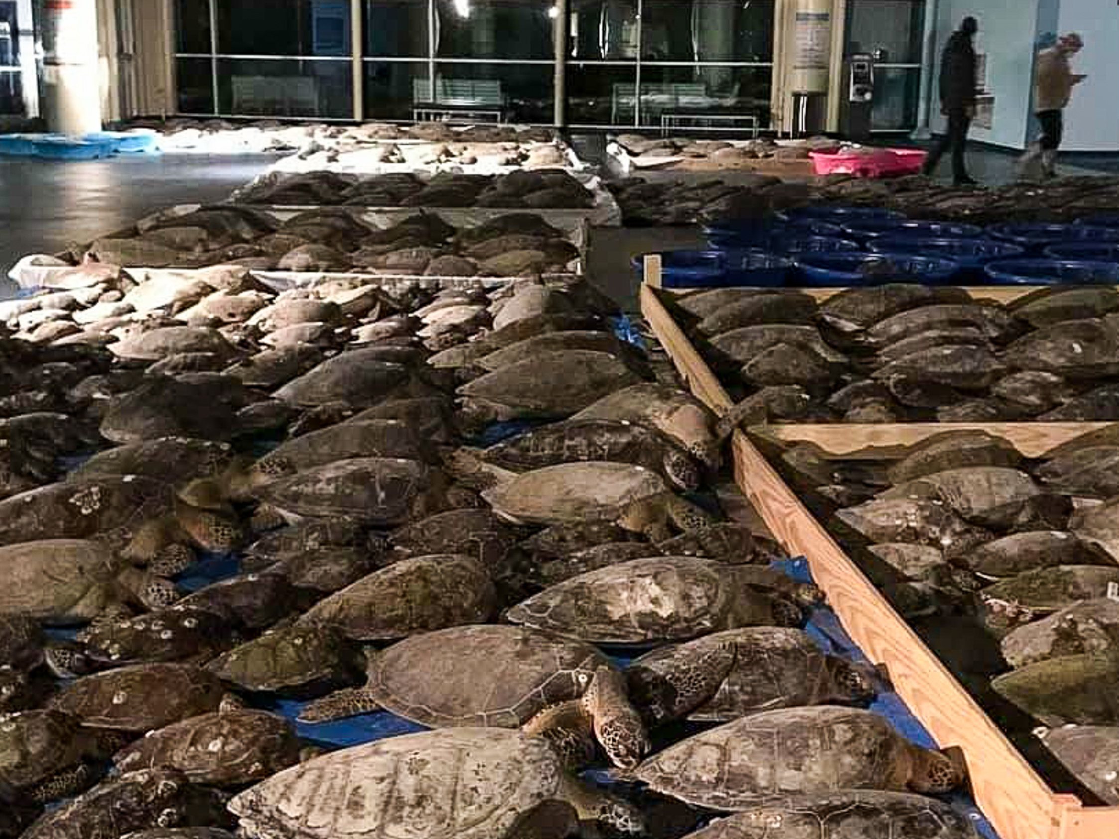 Some of the thousands of cold-stunned sea turtles rescued in South Padre Island, Texas. Volunteers are continuing to rescue the creatures amid freezing temperatures and widespread power outages. (Sea Turtle, Inc.)
