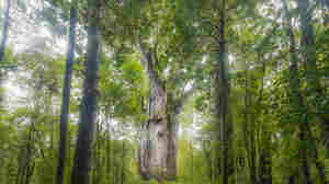 Ancient Trees Show When The Earth's Magnetic Field Last Flipped Out