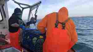 'Ropeless' Lobster Fishing Could Save The Whales. Could It Kill The Industry?