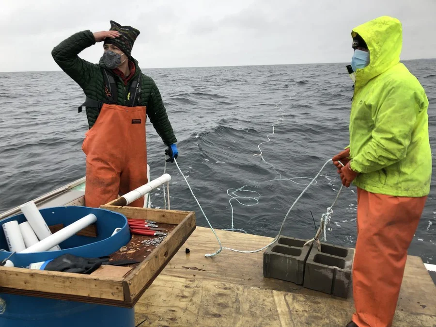 'Run The Oil Industry In Reverse': Fighting Climate Change By Farming Kelp