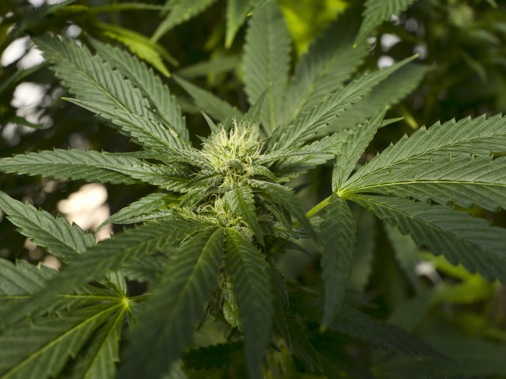 State marijuana regulators are about to vote on new program rules - Vimarsana News