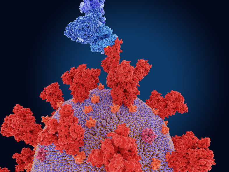 The coronavirus variant first spotted in South Africa alarms scientists because it evolved a mutation, known as E484K, that appears to make it better at evading antibodies produced by the immune system. (Juan Gaertner/Science Source)