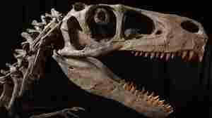 Utah Considers State Park Named For Utahraptor Dinosaur