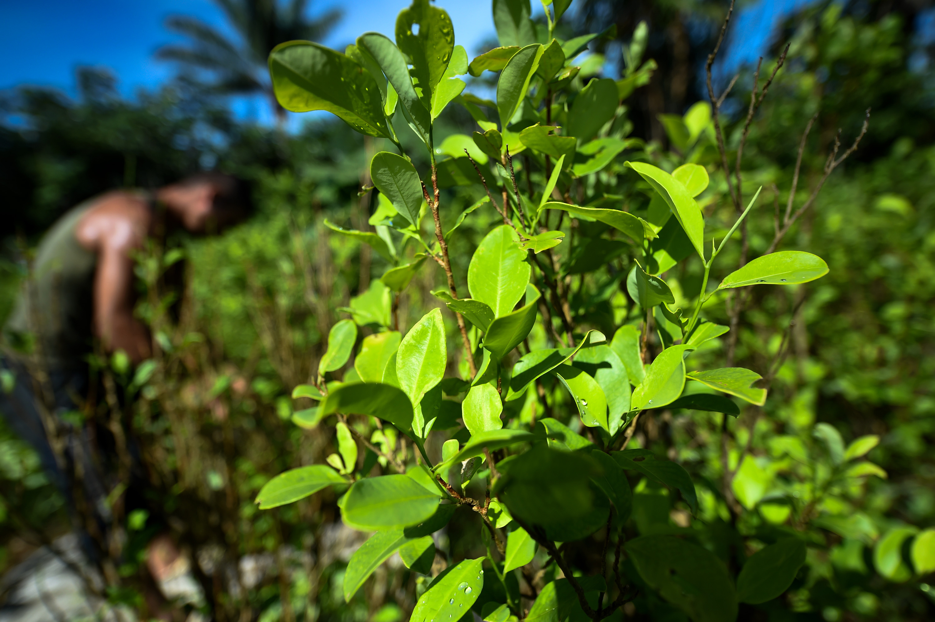 Opinion: To End The Drug War, Help Coca Farmers Find A Way Out : NPR
