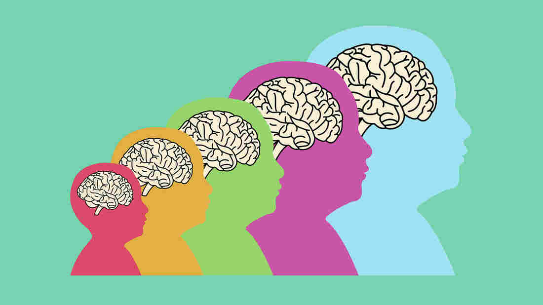 TED Radio Hour: Life Stages Of The Brain
