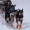 Pandemic Forces Mushers To Adapt To An Already Grueling Iditarod
