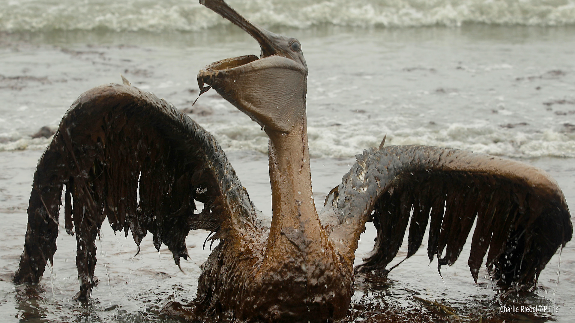Biden Moves To Make It Illegal (Again) To Accidentally Kill Migratory Birds