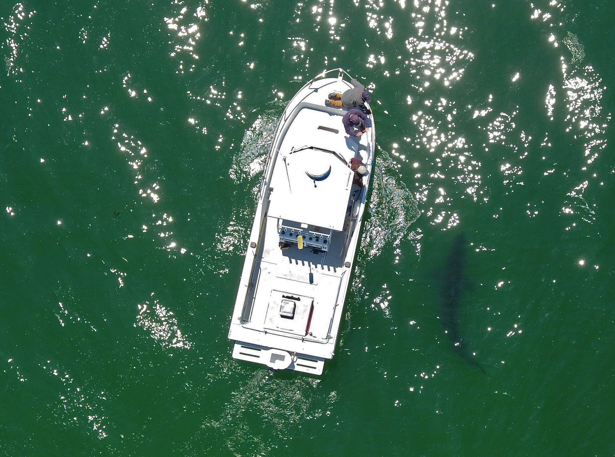 Juvenile white sharks, like this one near Aptos, Calif., are moving into new ecosystems as water warms. (Eric Mailander)