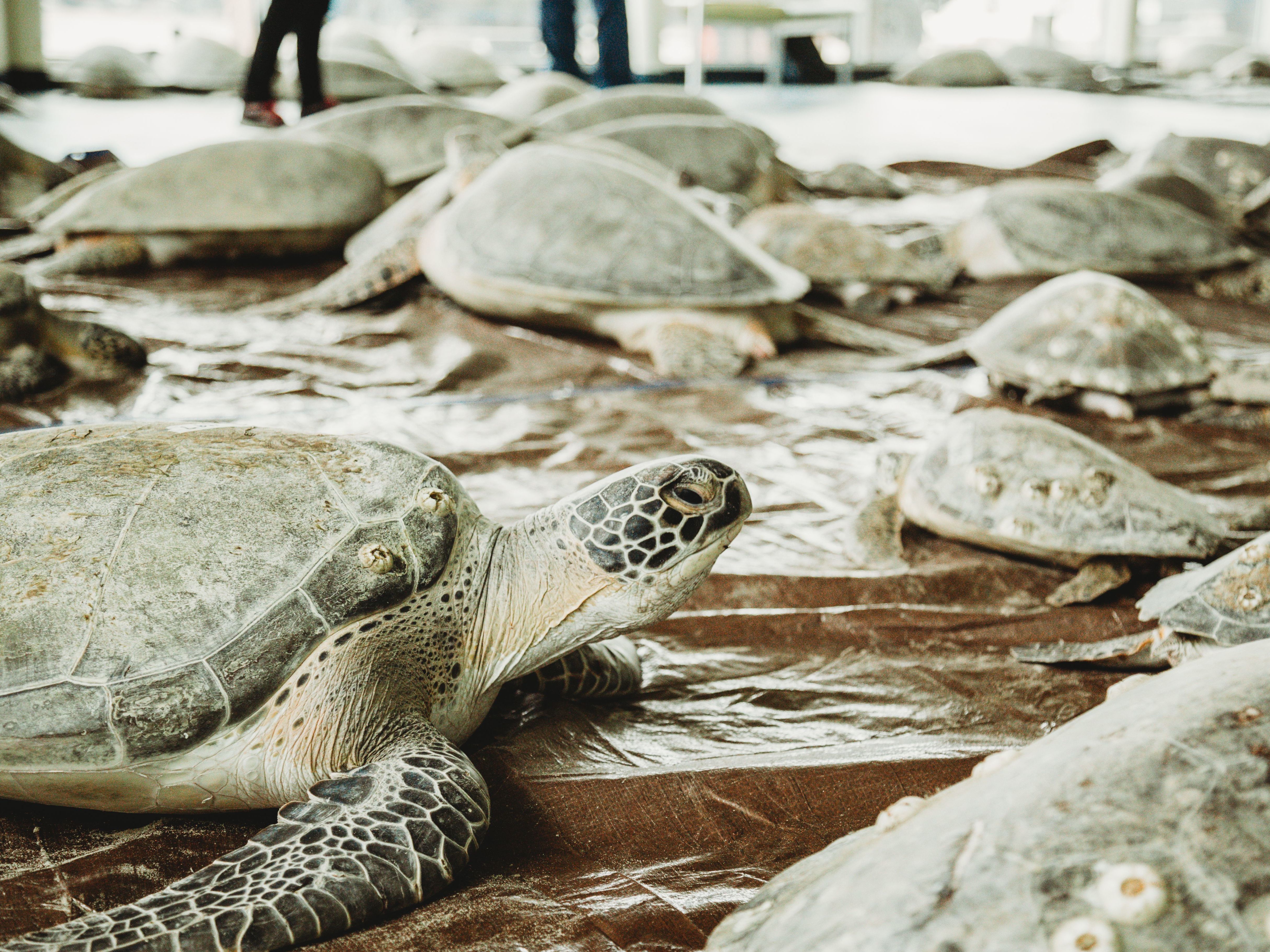 The South Padre Island Convention Center opened its doors and took in thousands of sea turtles cold-stunned during the Valentine's Week Winter Storm. (UT Marine Science Institute)