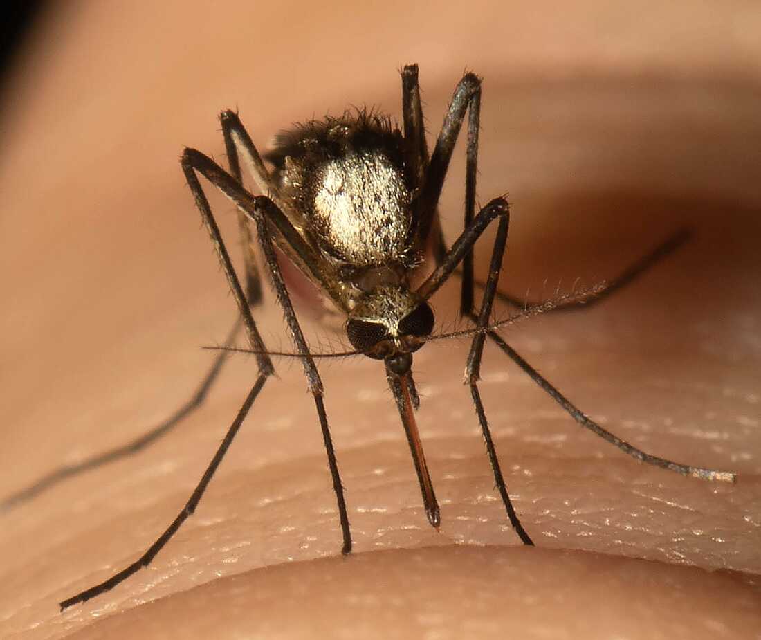 How to get rid of mosquitoes inside the house 