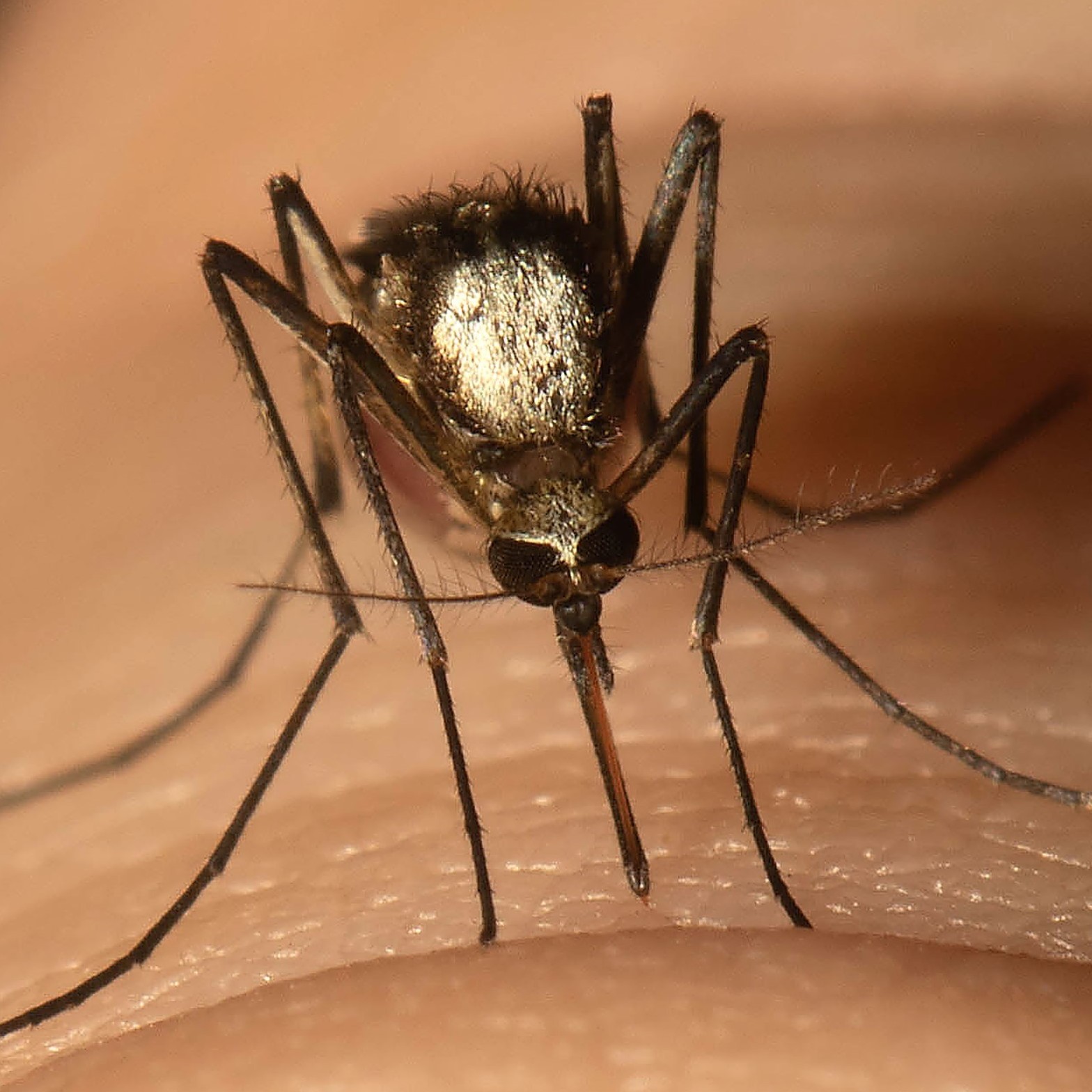 Scientists Find New Invasive Mosquito Species In Florida