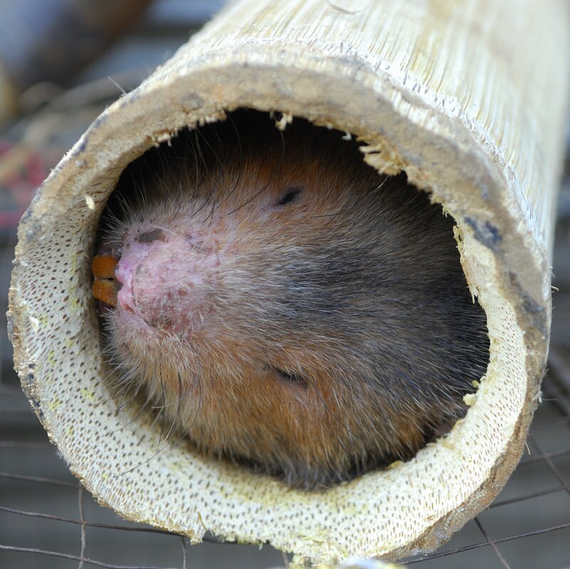 WHO Points To Wildlife Farms In Southern China As Likely Source Of Pandemic