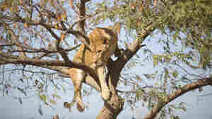 6 Lions Found Dead In Ugandan National Park