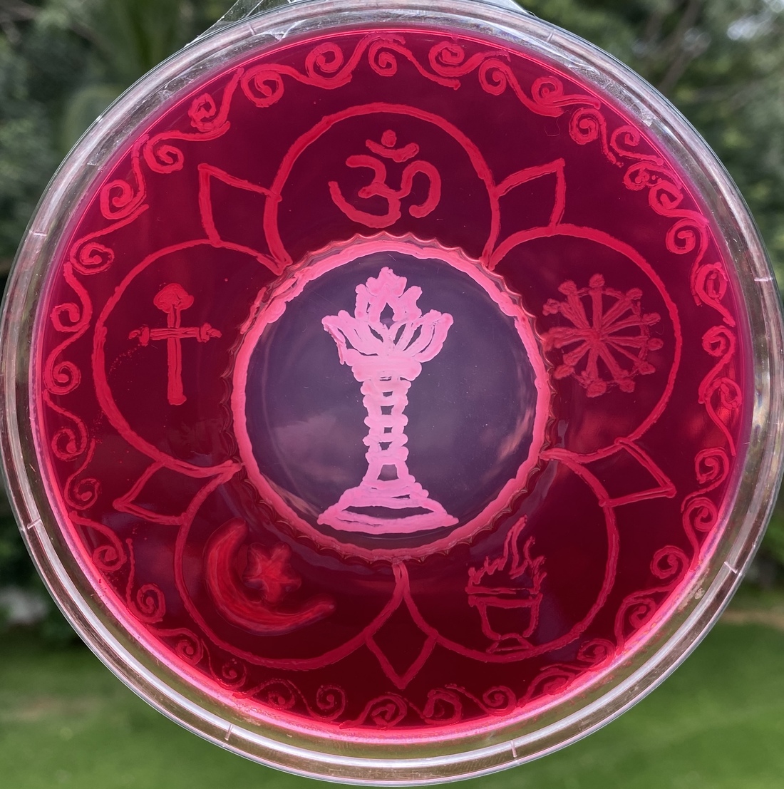 Agar Art — A Cultural Triumph See A Microbiology Masterpiece In A