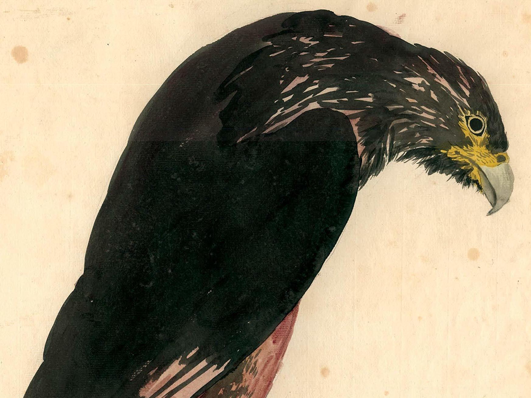 'A Most Remarkable Creature' Introduces The LittleKnown, Charismatic