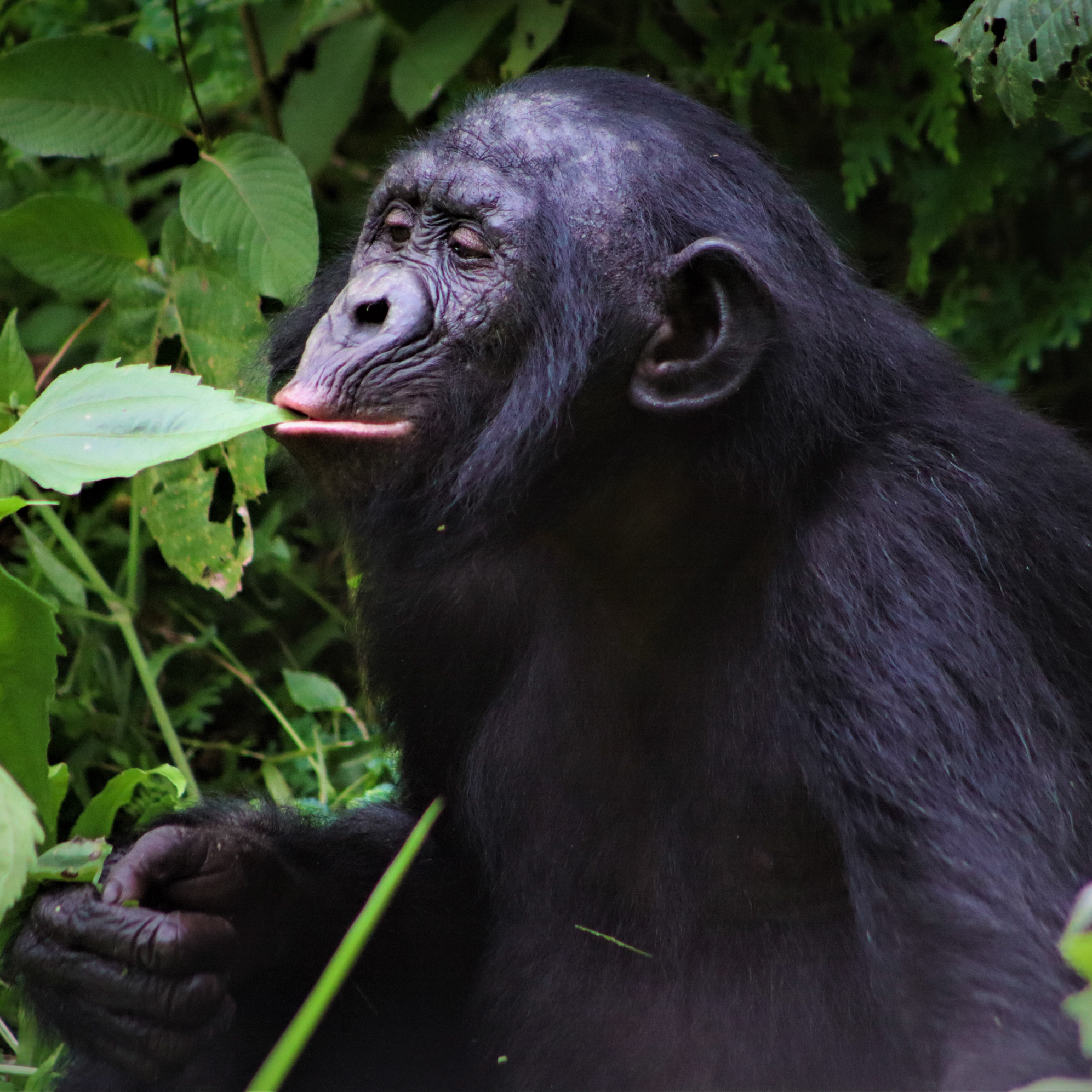 Saving Endangered Bonobos Teaches A Lesson In Empathy