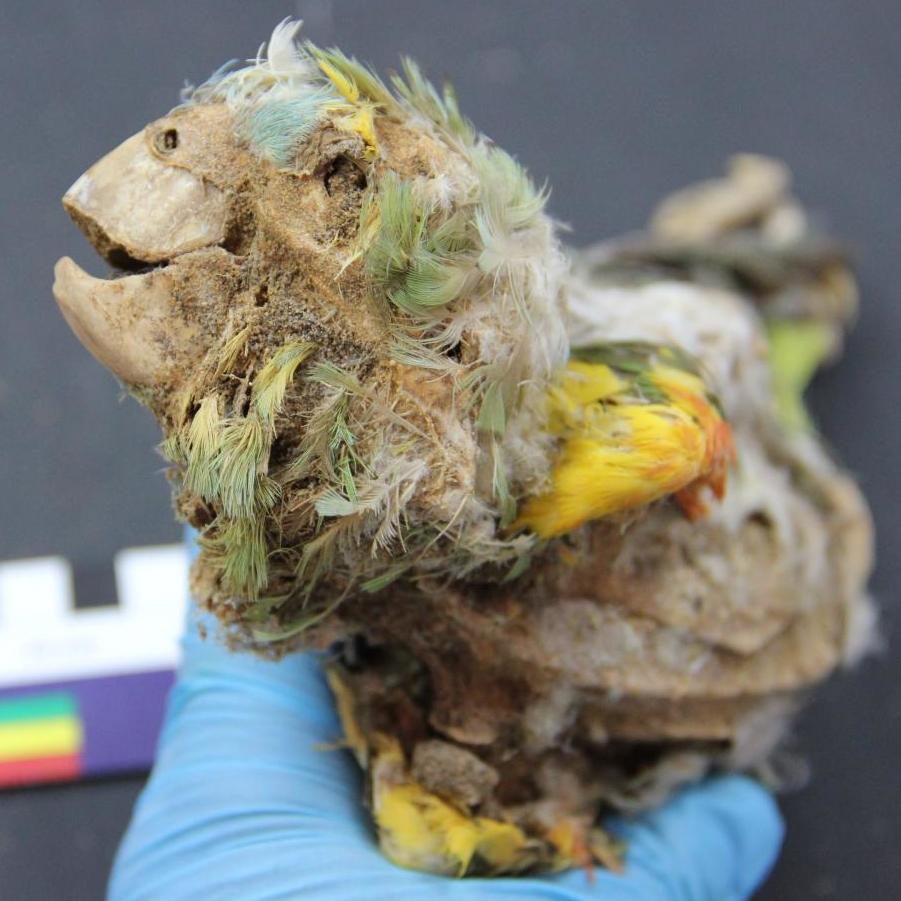 Mummified -papukaijat paljastavat kaupan 