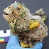 Mummified -papukaijat paljastavat kaupan