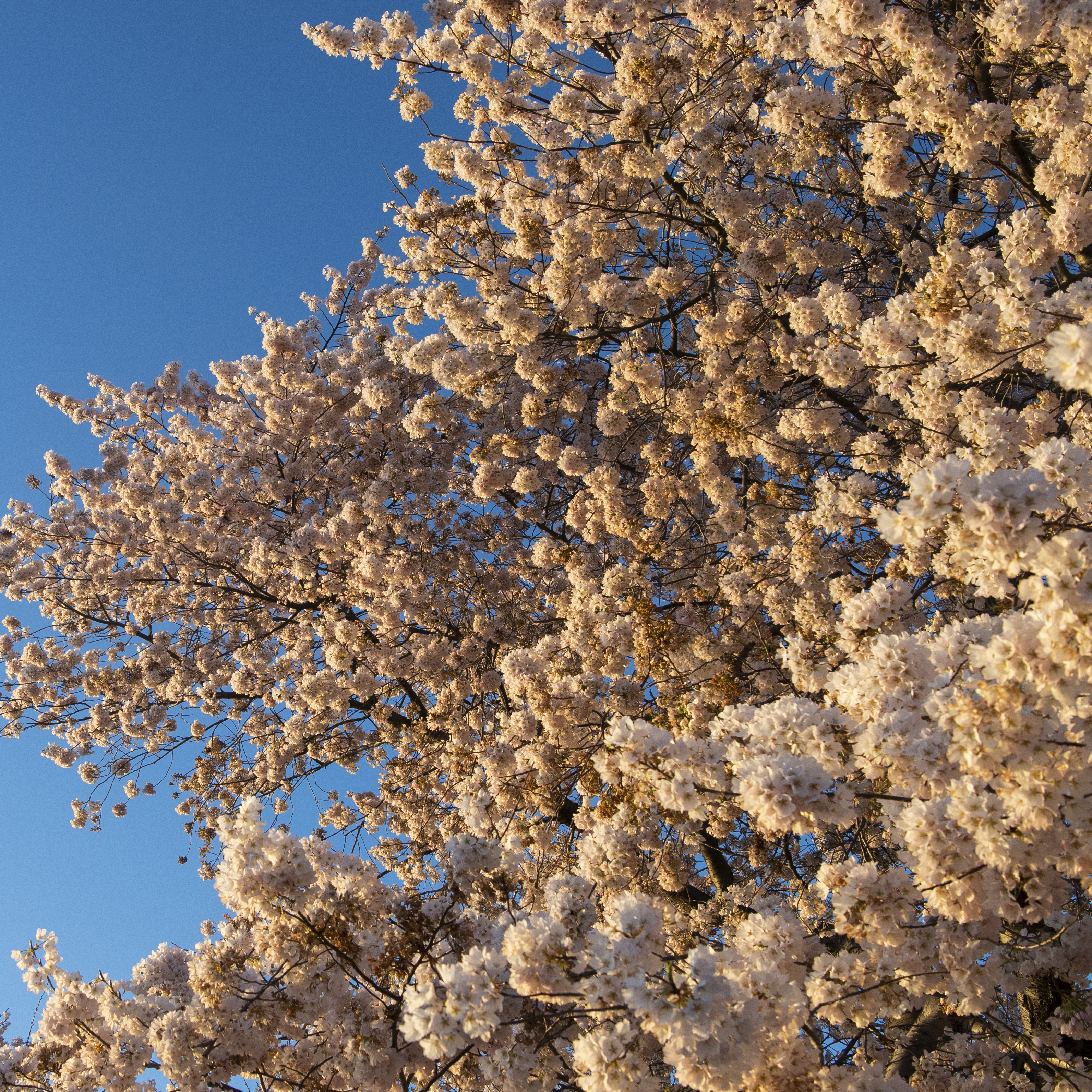 What The Cherry Blossom Bloom Can Tell Us About Climate Change Mpr News