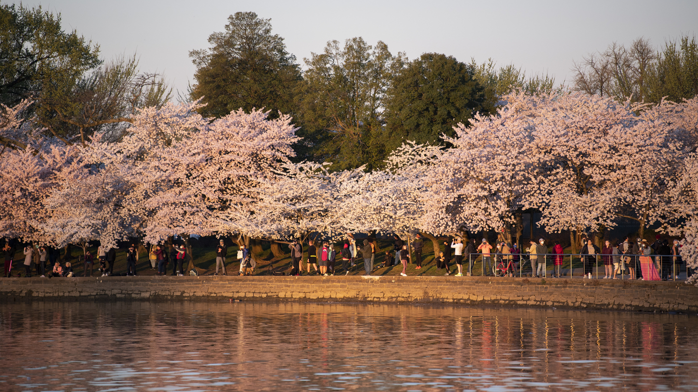 What The Cherry Blossom Bloom Can Tell Us About Climate Change Npr