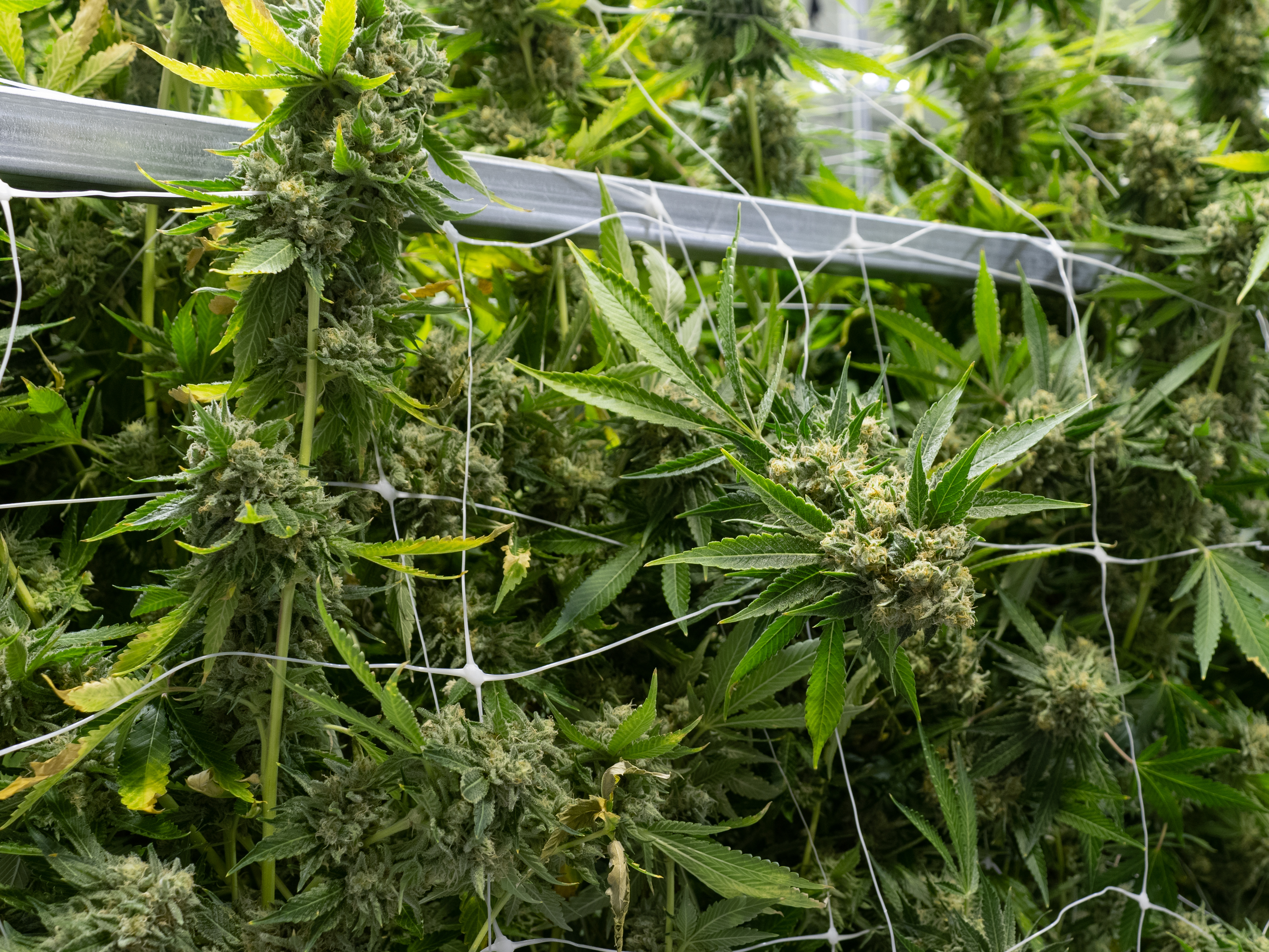 Cannabis plants grow inside a medical marijuana dispensary in Richmond, Va., known as gLeaf. The Virginia Legislature voted to pass a bill legalizing recreational marijuana in the state. (VPM)