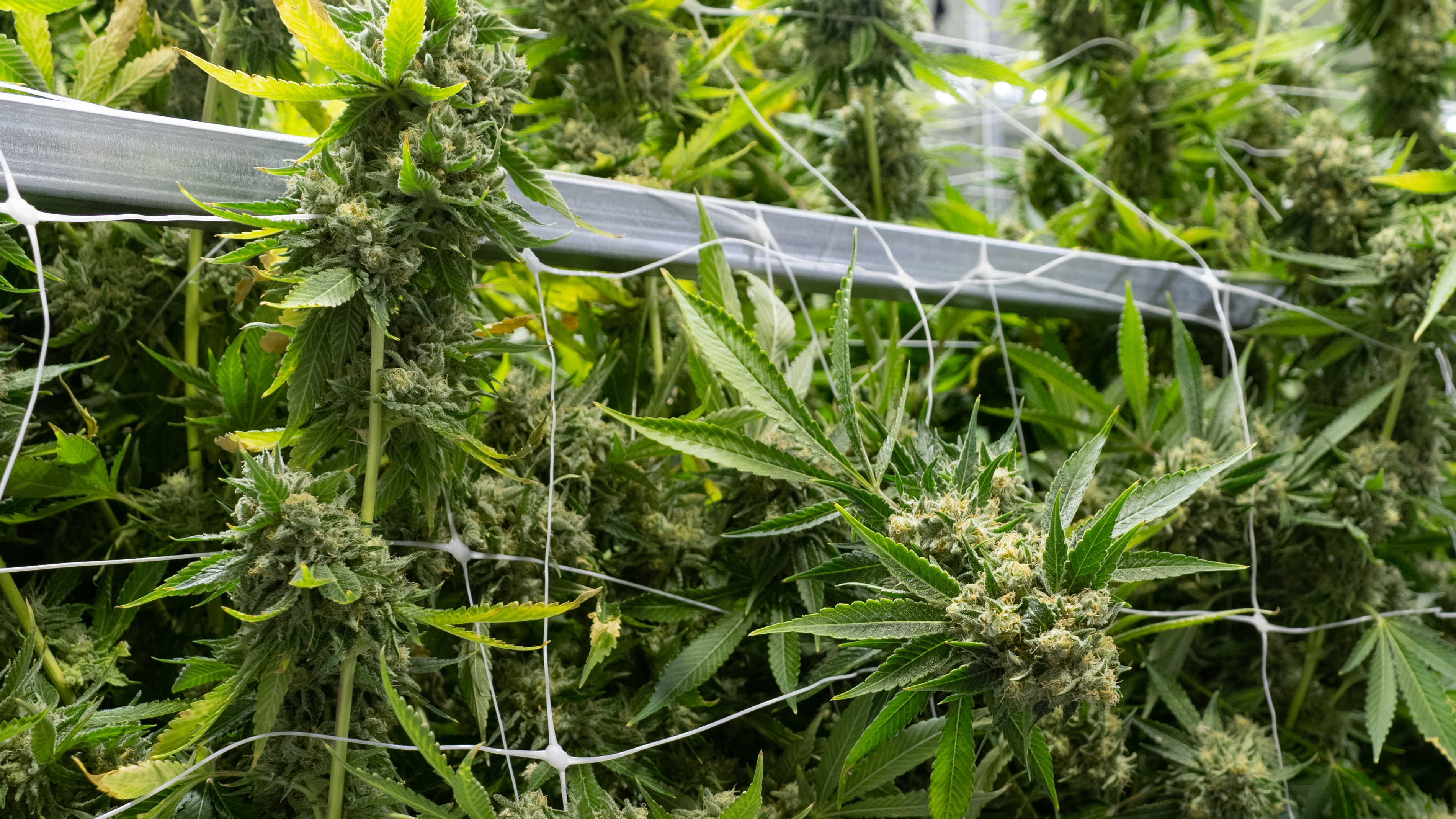 Cannabis plants growing inside a medical marijuana dispensary in Richmond, Va., known as gLeaf. Wednesday, the Virginia legislature voted to pass a bill legalizing recreational marijuana in the state.