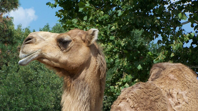 The Curious Case Of The Craigslist Camel