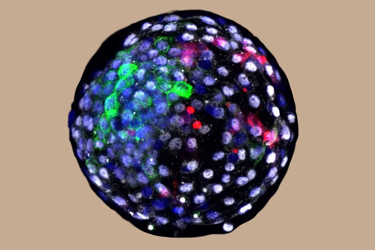 Embryos created part human part monkey