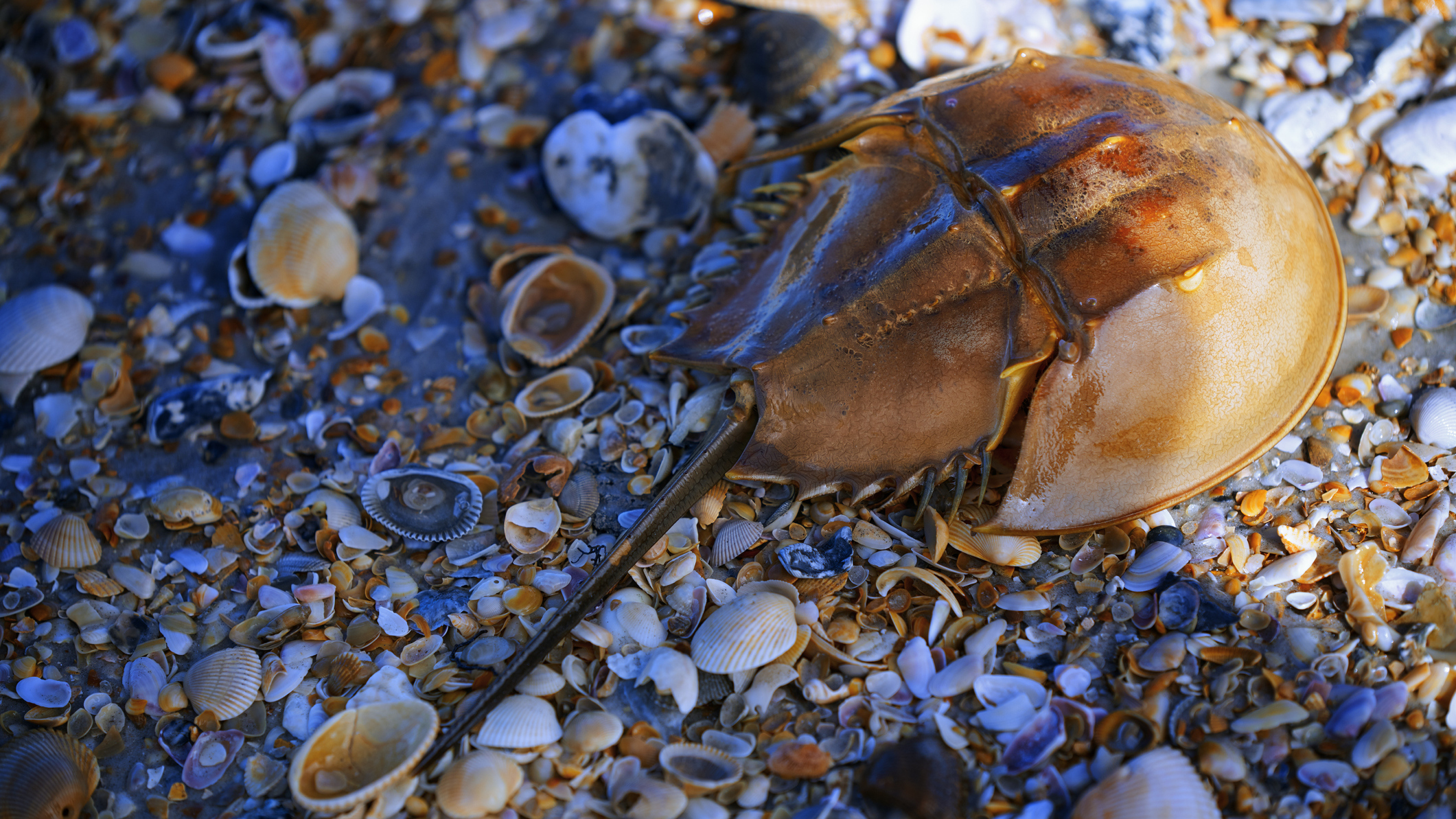 How Horseshoe Crab Blood Makes Medicine Safer Short Wave NPR