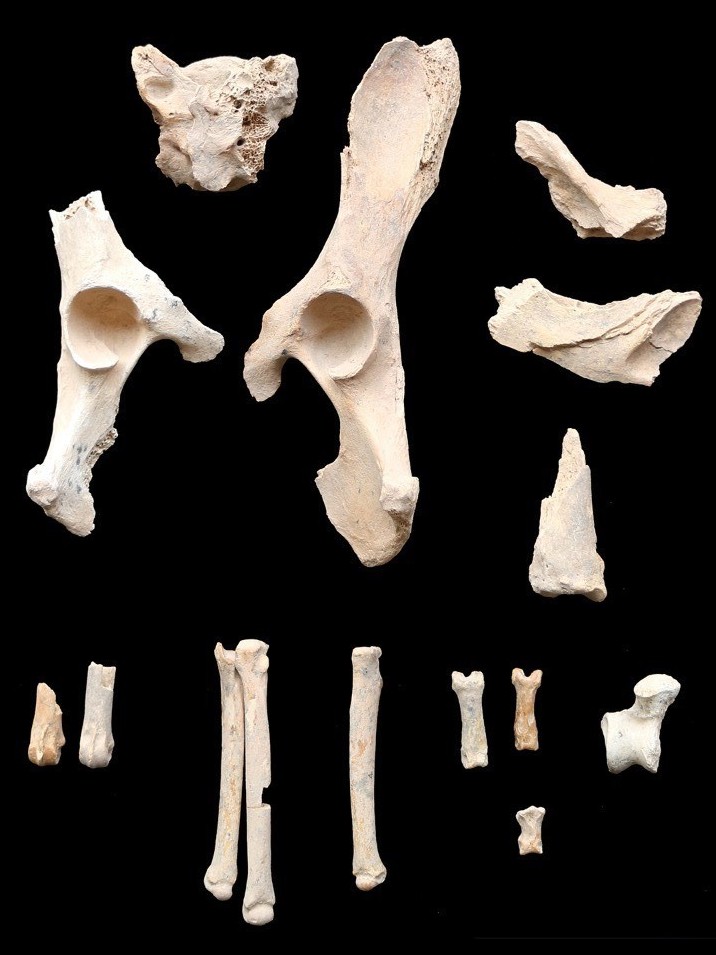 These 6,000-year-old remains found buried alongside humans are believed to be the earliest example of dog domestication on the Arabian Peninsula. (Royal Commission for AlUla, Discovery and the University of Western Australia)